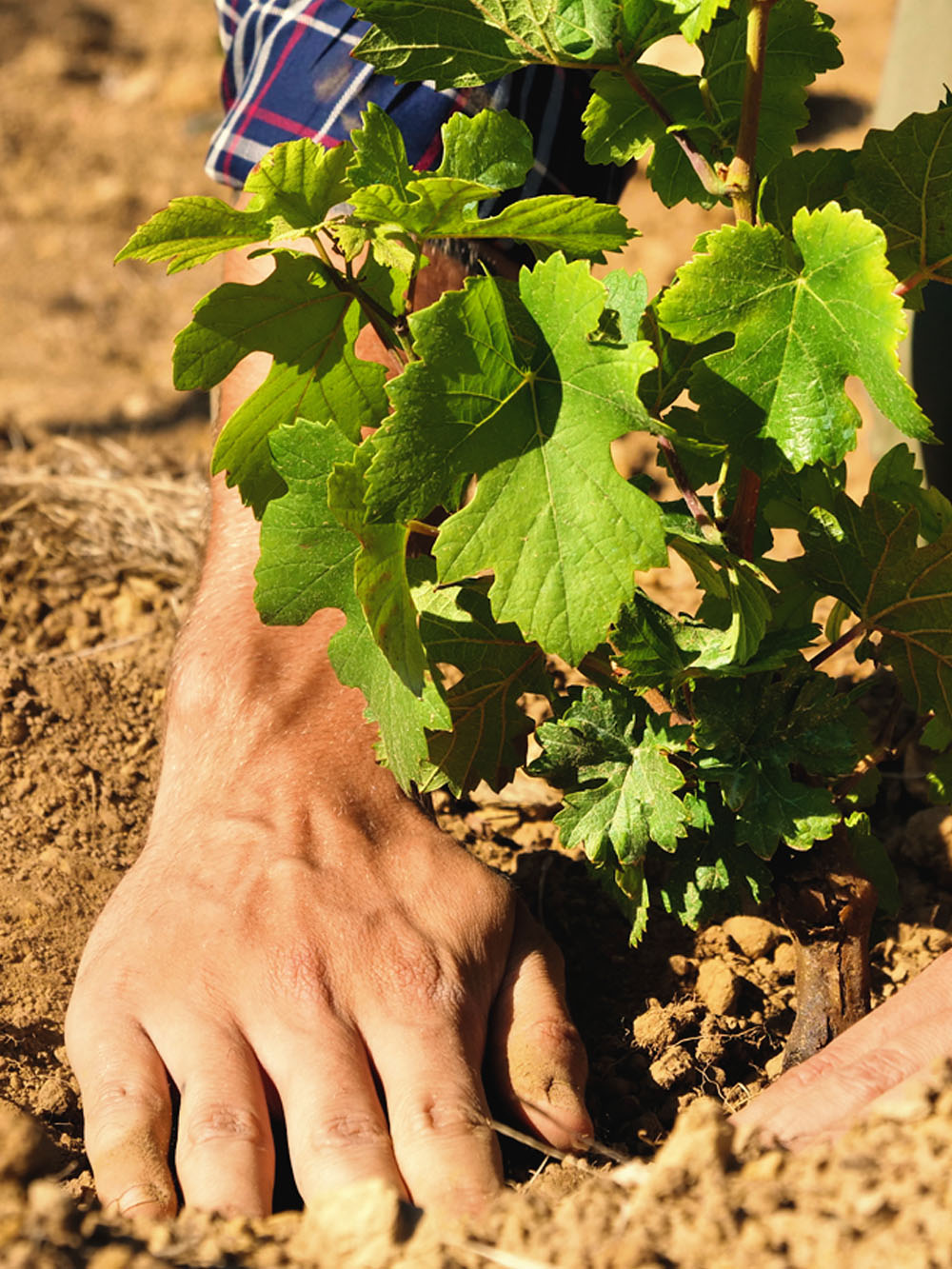 Because behind a great wine it is the painstaking care of the grapes