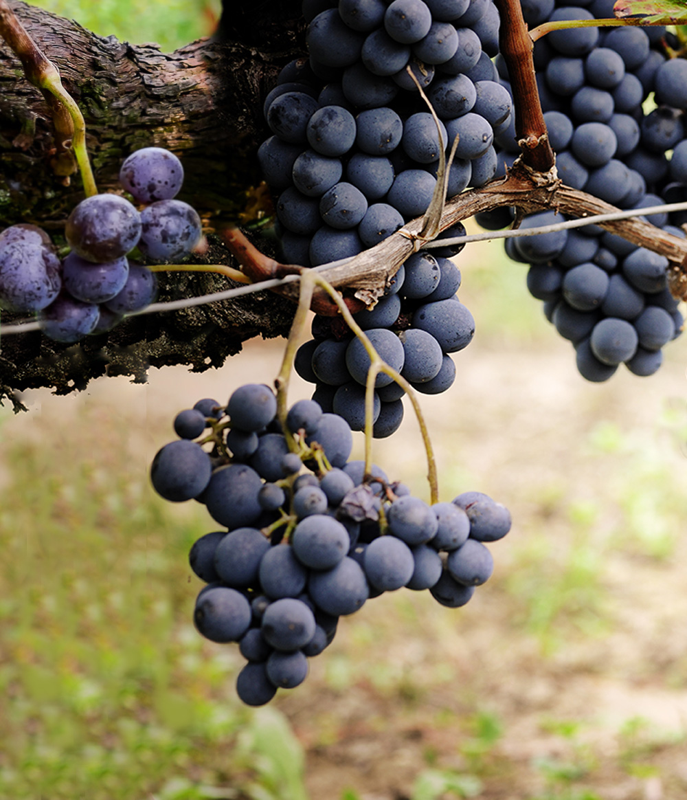 We pamper the grapes to get unique wines