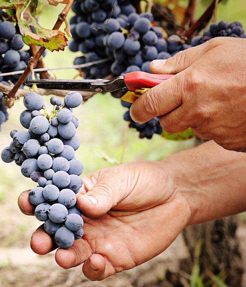 We pamper the grapes to get unique wines